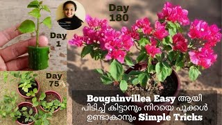 Bogainvillea Plant MalayalamBougainvillea Flowering TipsBogainvilla Plant Propagation Malayalam [upl. by Quiteri448]