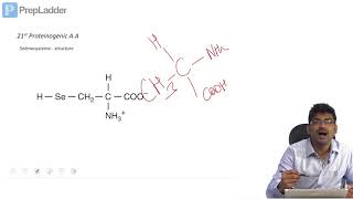 Selenocysteine  Part I [upl. by Dela87]