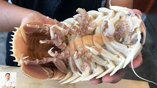 GRAPHIC Real Live Isopod Hour  Cut Clean Cook [upl. by Laohcin753]