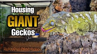 How to Setup a Giant Gecko Vivarium Rhacodactylus leachianus [upl. by Thia346]