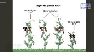 GENETICA DE MENDEL O MENDELIANA REPRESENTACION ANIMADA [upl. by Balliett]