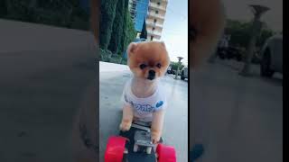 jiffpom 098 jiffpom💗jiffpom Official  TikTok [upl. by Bollay]