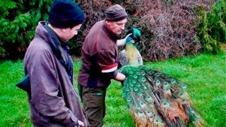 Peacock shooting in New Zealand [upl. by Goltz]