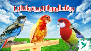 ببغاء الروزيلااسهل طرق انتاجه [upl. by Linnea89]