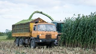 Silage big sorghum Siláže  Zetor  Tatra  New Holland  Claas  JCB [upl. by Atinaw690]