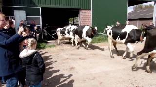 Koeiendans 2017 Heenvliet Cow Dance [upl. by Edahsalof81]