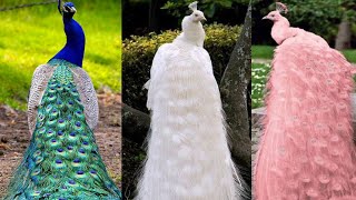 5 PAVO REALES MAS HERMOSOS del Mundo 🌍🦃 7 Colores de pavos mas bonitos que poca gente conoce [upl. by Sochor]