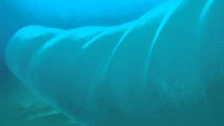 Giant Squid Eggs o Giant Pyrosome Selfseas By Bringas [upl. by Marco]