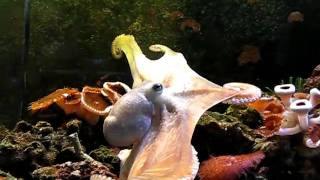 Mama Cass  Octopus Briareus Great Web Display and Passing Cloud [upl. by Adlay]