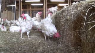 Rescued Hens from Egg Farm Free For First Time [upl. by Myrlene]