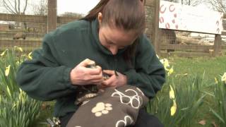 Baby wallaby handreared in rucksack [upl. by Metts]