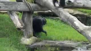 Chimpanzees fighting [upl. by Geneva619]