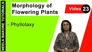 Morphology of Flowering Plants  NEET  Phyllotaxy  Neela Bakore Tutorials [upl. by Nirrad977]