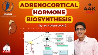 Adrenocortical Hormone Biosynthesis [upl. by Ivett]