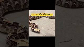 King cobra का भी बाप है ये साप 🐍😮facts ytshorts viralvideo trending new kingcobra snake [upl. by Yaffit489]