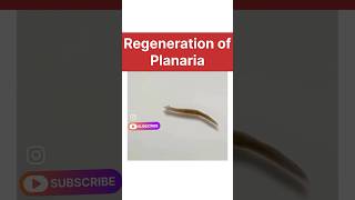 regeneration of planaria real life  how do organisms reproduce class 10 biology learn class10 [upl. by Hatti]