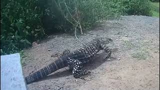 Goannas monitor lizards They will be back soon as the weather warms up [upl. by Llednek]