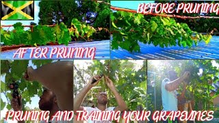 Pruning and Training Your Grapevine 🍇 🇯🇲 [upl. by Eniwtna]