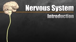 The Nervous System In 9 Minutes [upl. by Ahsienal245]