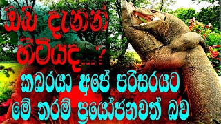 ඔබ දැනන් හිටියදකබරයාගෙන් අපේ පරිසරයටමේච්චර සේවයක් වන බවSri Lanka Kabaraya [upl. by Anailuj633]