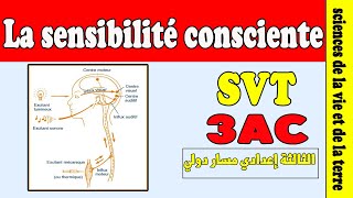 Le système nerveux la sensibilité consciente cours SVT 3AC [upl. by Ternan749]