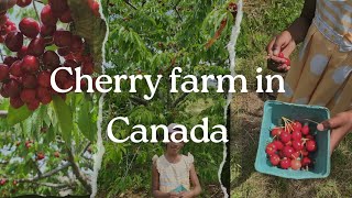 Cherry Picking in Canada farmat wolfville novascotia [upl. by Pelson]