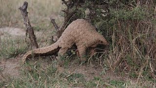 Pangolins in Peril  Documentary [upl. by Meilen771]