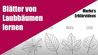 Blätter von Laubbäumen erkennen  Lern und Erklärvideo für GrundschulKinder [upl. by Nirehs791]