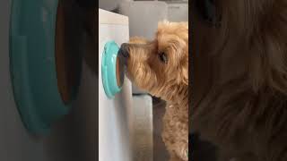 maltipoo maltipoolife doglover dogsofyoutube maltipoodog cani [upl. by Eelame]