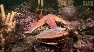 Starfish Attacks A Scallop [upl. by Dogs]