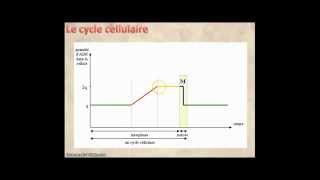 cycle cellulaire [upl. by Rudd563]