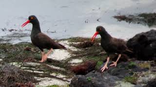 Black Oystercatcher Meeting  Hopkins [upl. by Assilram445]