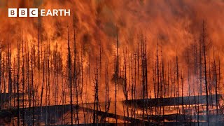 Forest Regenerates After Devastating Fires  Yellowstone  BBC Earth [upl. by Nali583]