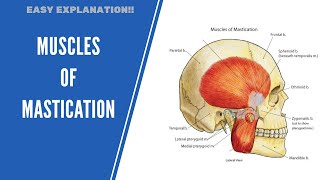 Muscles of Mastication Quick Review [upl. by Kellyann]