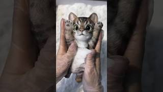 cats sticky toy cast in foam shortsvideo [upl. by Magdalene]