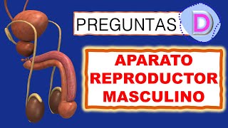 🔴 TEST del APARATO REPRODUCTOR MASCULINO  PREGUNTAS del APARATO REPRODUCTOR MASCULINO [upl. by Ysor502]