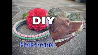 DIY Halsband aus Paracord  Zugstopphalsband  Halsband selbst machen [upl. by Mhoj]