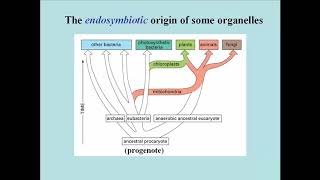 105 EndosymbiosisMitochondria and Chloroplasts [upl. by Oreves]