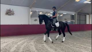 Black Stage  Dutch Dressage Horse from Holland for Sale 3 [upl. by Pitarys]