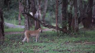 Baboon attacks vervet monkey then pretends nothing happened [upl. by Dyal]