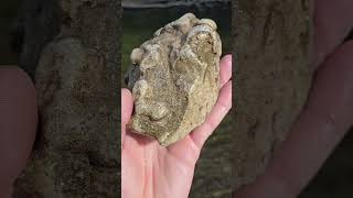 Huge Bryozoan Fossil Found At Flow thefinders teamrockit rockhounding [upl. by Gagliano]