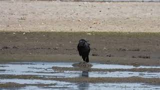 Crow at Muirhead springs 1 [upl. by Batty]