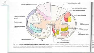 Estructura y función del cerebelo [upl. by Anead]