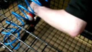 How to Build a Lobster Trap 06 Stapling Runners [upl. by Terry347]