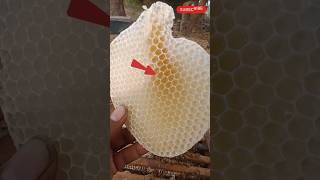 bee honey farming 🐝 subscribe more videos honey shorts viral [upl. by Ydasahc286]