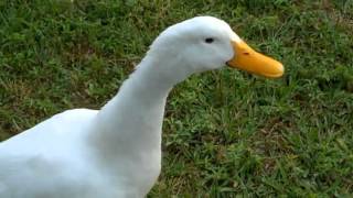 Curious Quackers  Duck Sounds [upl. by Reffotsirhc]