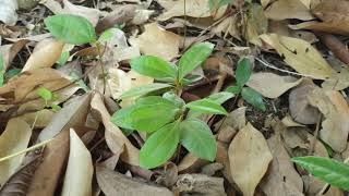 How to grow Cinnamon tree from seeds [upl. by Edveh]