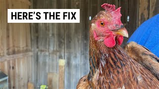 Chickens Pooping in Nesting Boxes Fix [upl. by Soll771]