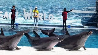 Dolphin show Safari World Bangkok Full HD [upl. by Baggott900]