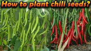 miris wagawa මිරිස් වගාව how to grow Chili home gardening Organic chilli cultivation sinhala wagawa [upl. by Lorrie613]